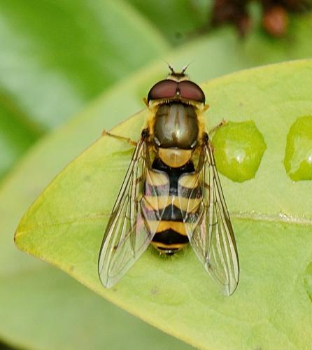 Réf. 356 302 : Syrphus sp.